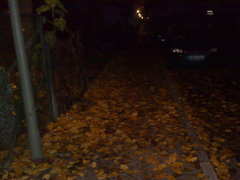 Laufen im Dunkeln über feuchte Blätter