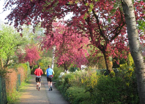 Läufer in Kleingarten-Gebiet mit blühenden Obstbäumen