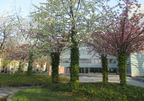 Blühende Obstbäume am S-Bahnhof Attilastraße