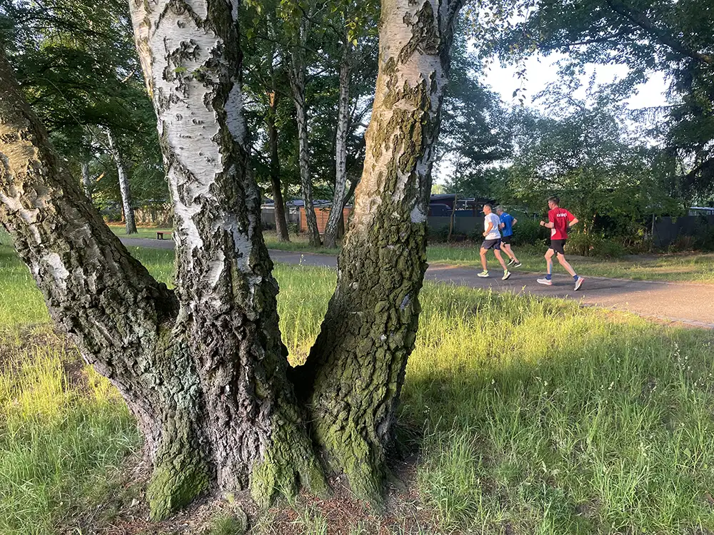 Läufer im park, im Vordergrund drei aus einem Stamm gewachsene Birken
